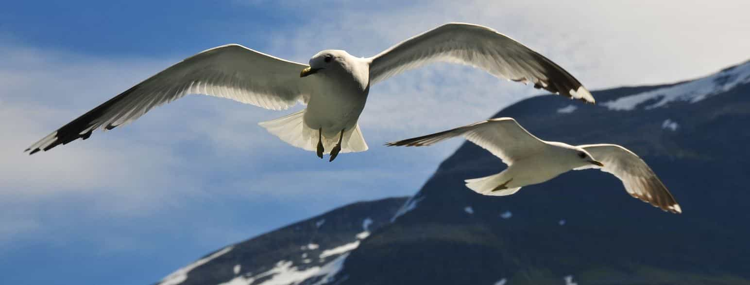 Måker i Geiranger