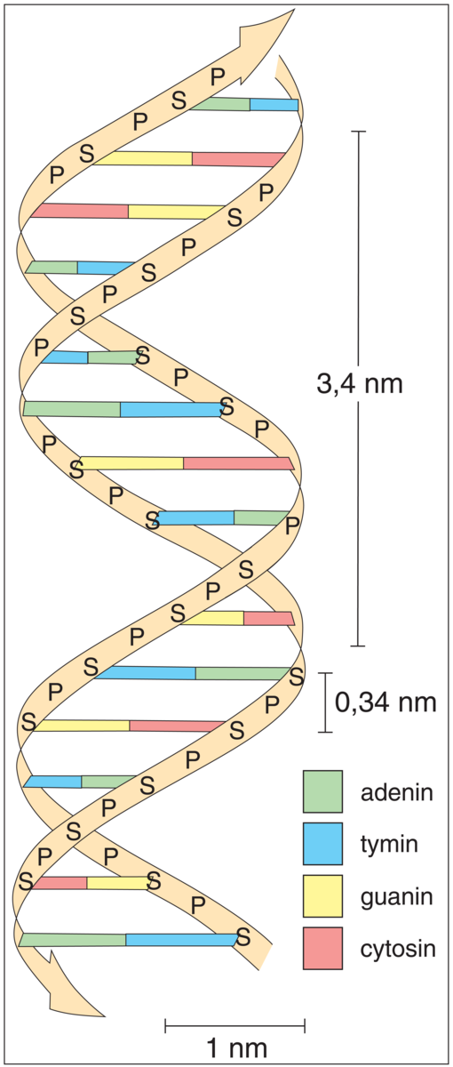 DNA