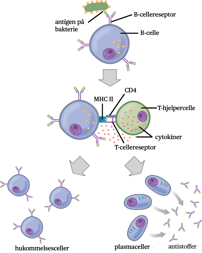 Immunrespons