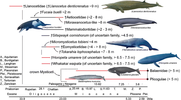 Multiple origins of gigantism in stem baleen whales | SpringerLink