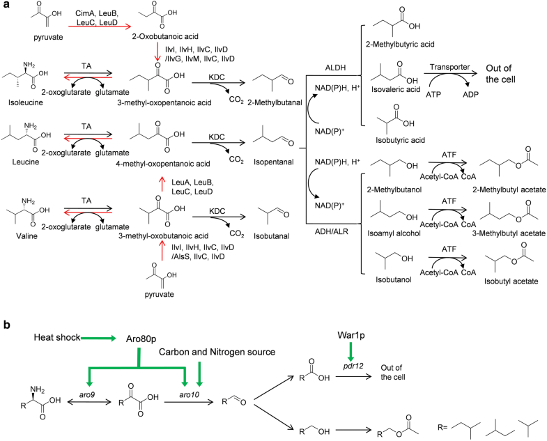 Biosynthesis, regulation, and engineering of microbially produced ...