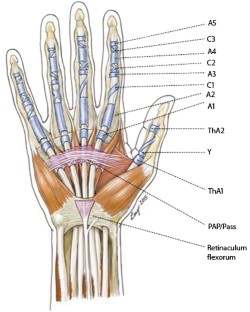 Ringbandrekonstruktion an der Hand | SpringerLink