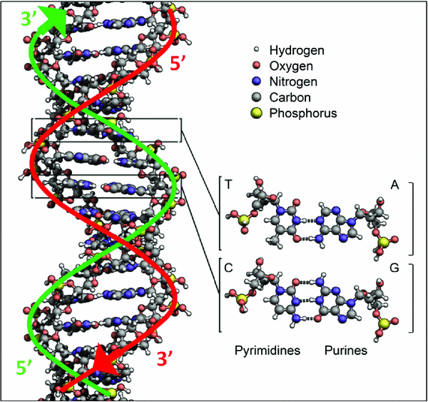 DNA: hardware and software of life | SpringerLink