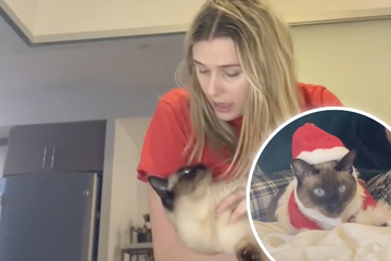 Grinchy cat "hates Christmas" – as this viral video shows!