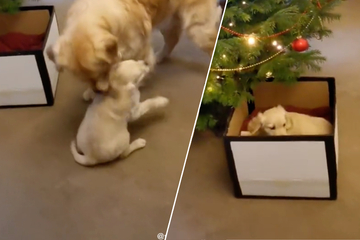 Golden Retriever dog is gifted his own mini-me puppy on Christmas!