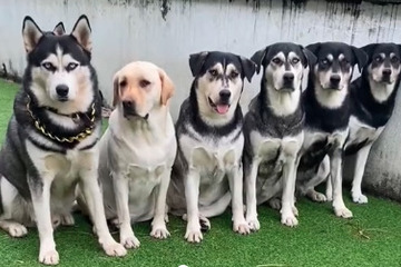 Puppies of Labrador and husky parents have TikTok completely charmed!