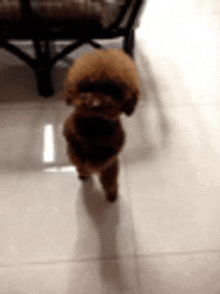 a small brown poodle is standing on a tiled floor in a room .