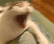 a close up of a cat yawning with its mouth open on a couch .