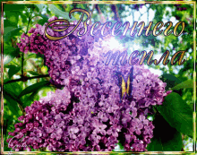 a picture of purple flowers with a butterfly and the words " becernero menna "