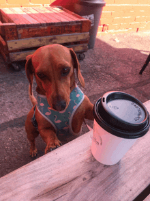 a dachshund standing next to a cup of coffee that says caution on the lid