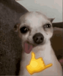 a small dog is sitting on a couch with its tongue out and a thumbs up emoji on its chest .