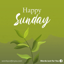 a green background with the words happy sunday