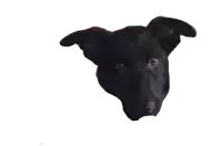 a close up of a black dog 's face with a white background