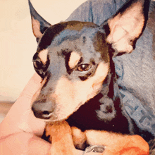 a small black and brown dog is being held by someone