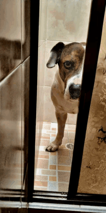 a brown and white dog standing in a bathroom looking through a glass door