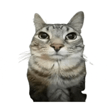 a close up of a cat looking at the camera on a white background