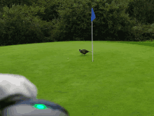 a pheasant on a golf course with a green flag in the background