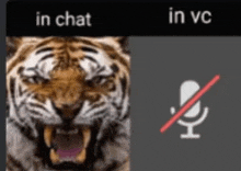 a picture of a tiger with its mouth open and the words in chat and in vc next to it