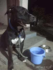 a black and white dog sitting next to a blue bucket and a bowl of food