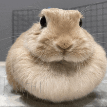 a close up of a rabbit 's face with the word karachi written on the bottom