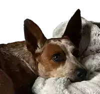 a brown and white dog is laying down on a white blanket