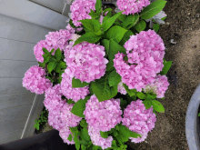 a bunch of pink flowers with green leaves in a pot