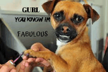 a person is painting a dog 's nails with a brush .