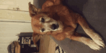 a brown dog laying on a couch looking up at the camera