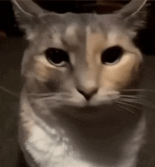 a close up of a white cat with black eyes