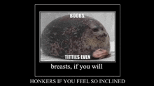 a picture of a seal with the words boobs , titties even breasts , if you will honkers if you feel so inclined