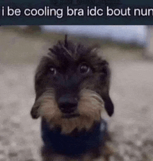 a dachshund is looking at the camera with a caption that says `` i be cooling bra idc bout nun ''