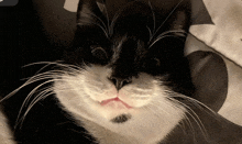 a close up of a black and white cat laying on a bed