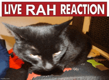 a black cat is laying under a sign that says " live rah reaction "