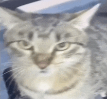 a close up of a cat 's face on a blue background .