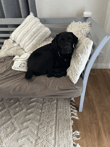 a black dog is laying on a couch with white pillows