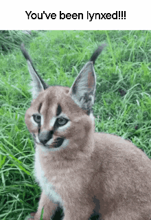 a caracal kitten is sitting in the grass with a caption that says `` you 've been lynxed '' .