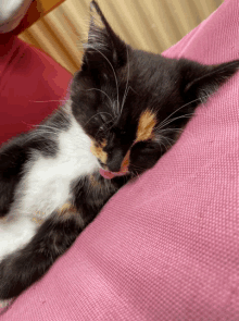 a black and white cat laying on a pink pillow