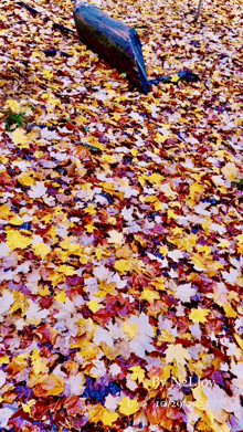 a pile of autumn leaves with a log in the middle of it