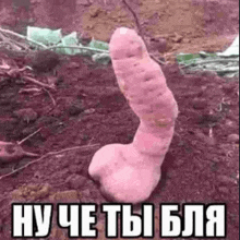 a pink potato shaped like a penis is sitting on top of a pile of dirt .