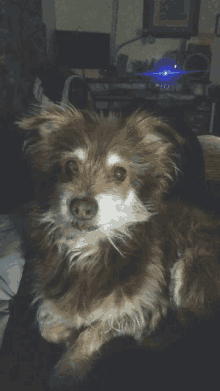 a small brown and white dog laying on a couch looking at the camera