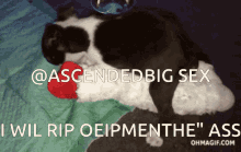 a black and white cat laying on a bed with the words " i will rip oeipmenthe " ass above it