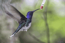 a blue and white hummingbird drinking from a feeder