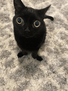 a black cat with big blue eyes is sitting on a white carpet