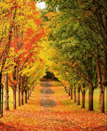 a row of trees with leaves on the ground along a path