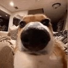 a close up of a dog 's nose sitting on a couch in a living room .