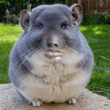 a chinchilla sitting on a rock with a sign in the background that says evlampoi