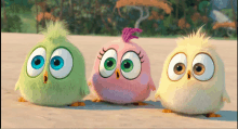 three stuffed birds with big eyes stand next to each other