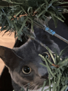 a close up of a cat 's face behind a fake christmas tree