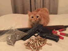 a cat is sitting on a bed next to a gun , bullets , and a bag of marijuana .