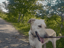 a dog with a stick in its mouth standing on a dirt path